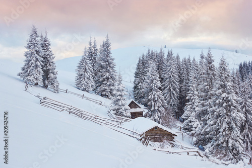 Cozy wooden hut high in the snowy mountains. Great pine trees on the background. Abandoned kolyba shepherd. Cloudy day. Carpathian mountains, Ukraine, Europe