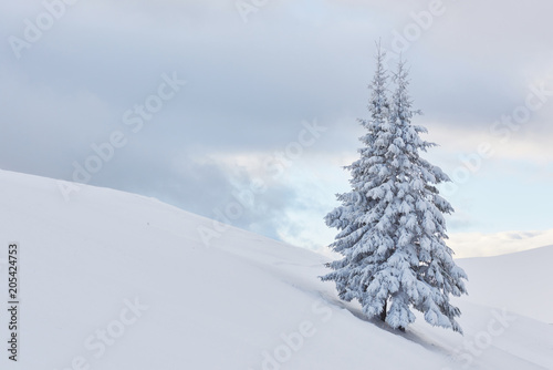 Fantastic winter landscape with one snow tree. Carpathians, Ukraine, Europe © standret