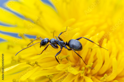 Black Garden Ant © Renray