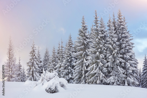 Majestic white spruces glowing by sunlight. Picturesque and gorgeous wintry scene. Location place Carpathian national park  Ukraine  Europe. Alps ski resort