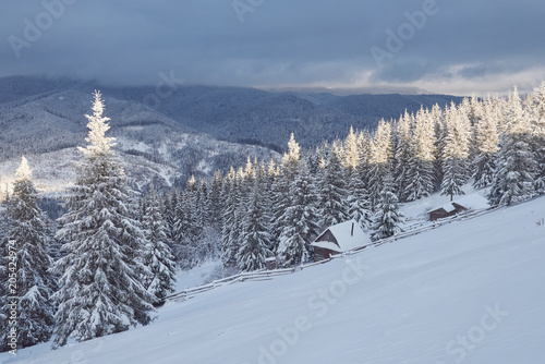 Majestic white spruces glowing by sunlight. Picturesque and gorgeous wintry scene. Location place Carpathian national park, Ukraine, Europe. Alps ski resort. Blue toning. Happy New Year Beauty world © standret