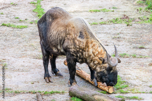 Mishmi Takin photo