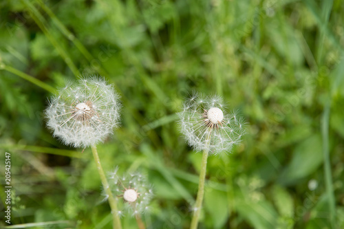 Fototapeta Naklejka Na Ścianę i Meble -  2 dandelions