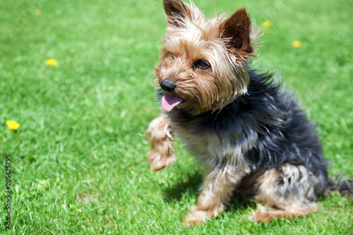 Yorkshire terrier sit on green grass and give a paw