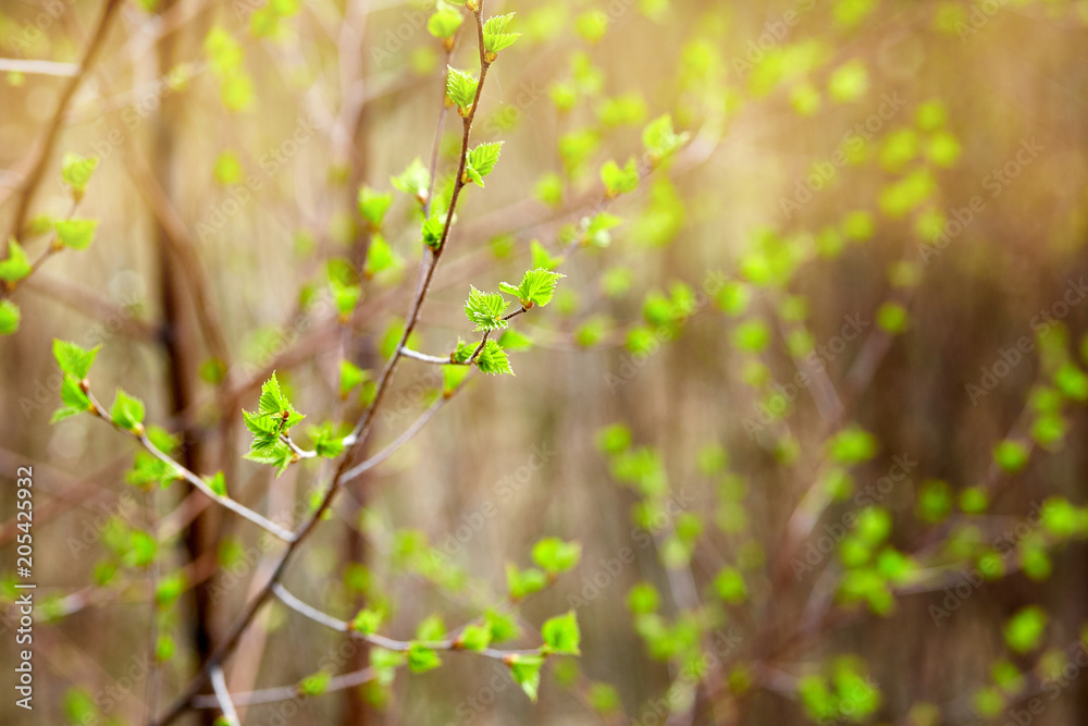 the branches of shrubs with early foliage the branches of shrubs with early foliage