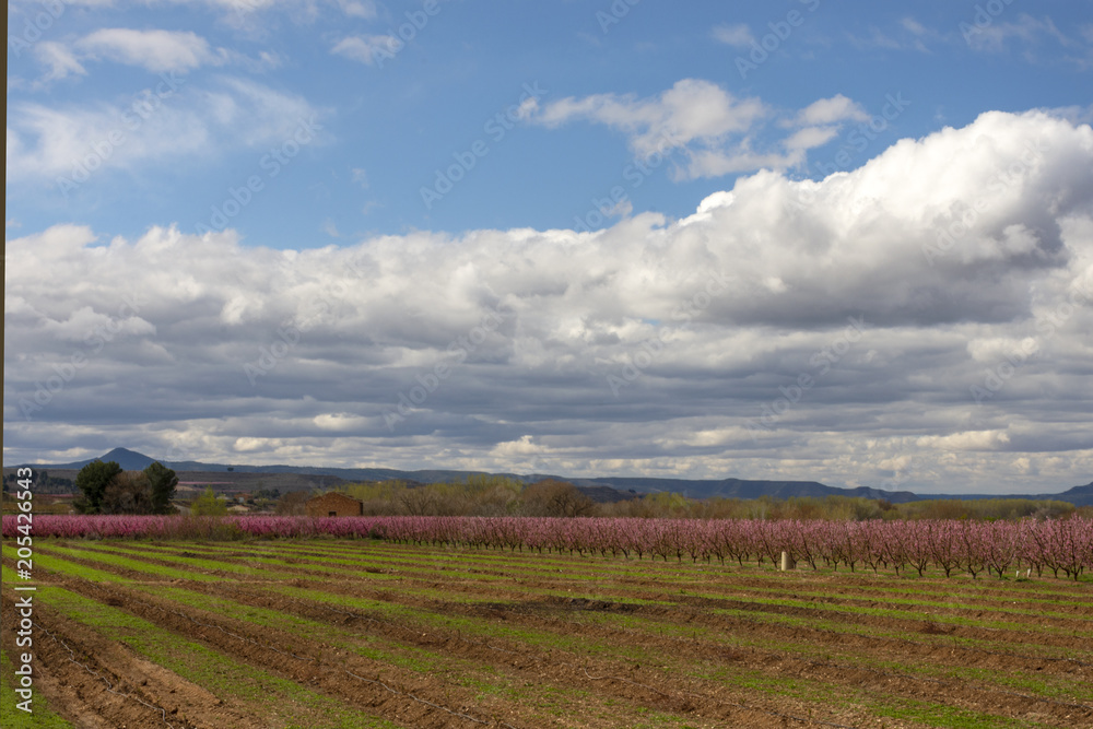 Fields with peach treesin blossom. 