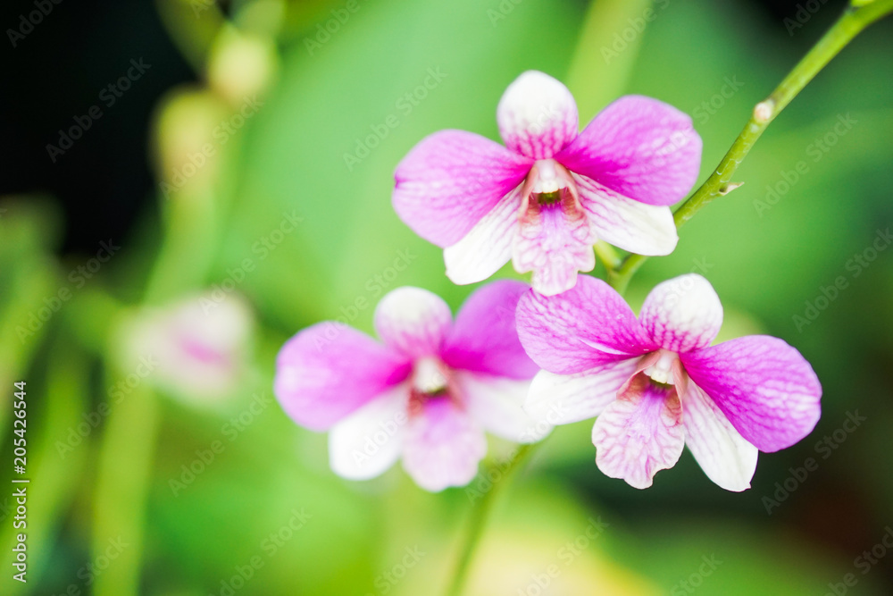 Beautiful pink orchid, Vanda, blurred nature background Beautiful pink orchid, Vanda, blurred nature background