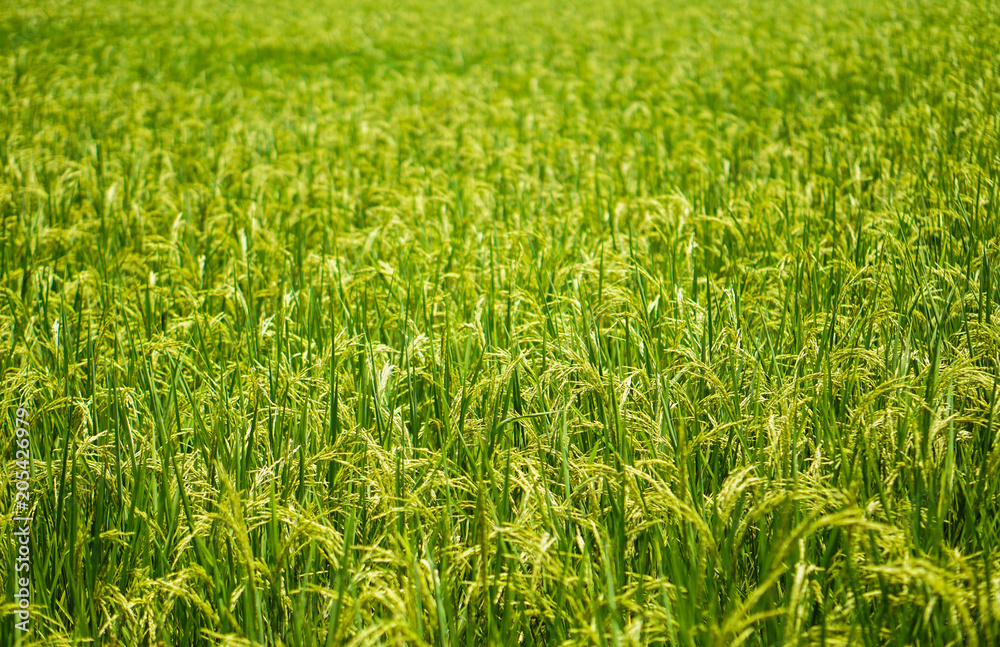 Beautiful nature farm rice and the green field, and the gleaming grain. Beautiful nature farm rice and the green field, and the gleaming grain.