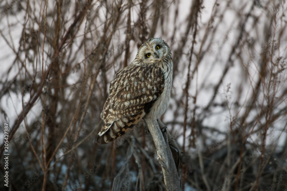 Obraz premium Portrait of short eared owl