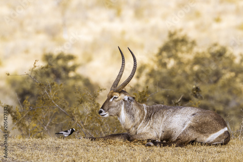 Common Waterbuck in Kruger National park, South Africa photo