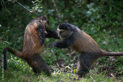 Golden monkeys playing