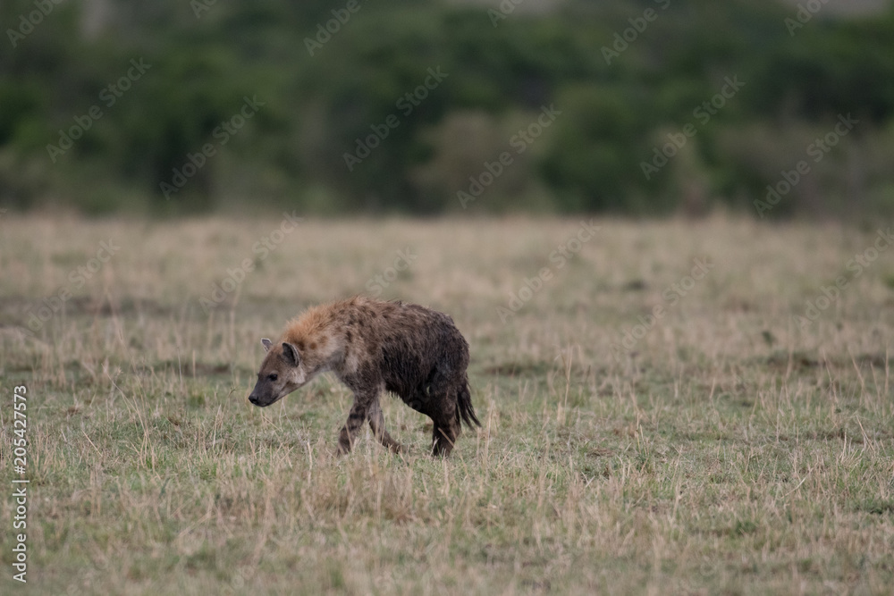 Spotted hyena in Masai Mara