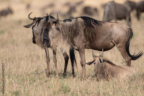 wildebeest at Masai mara