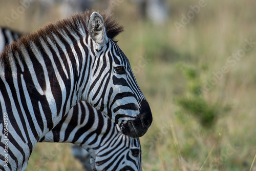 Zebras in Masai Mara © Tony Campbell