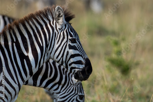 Zebras in Masai Mara © Tony Campbell