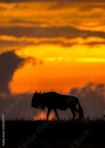 Wildebeest at sunset