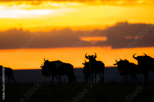 Wildebeest on the move © Tony Campbell