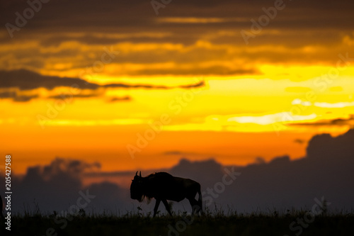 Wildebeest at sunset © Tony Campbell