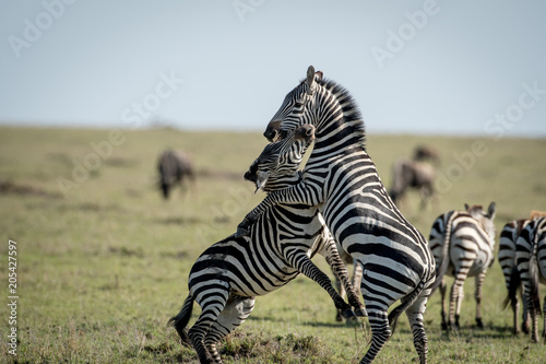 Two zebras fighting in Masai Mara