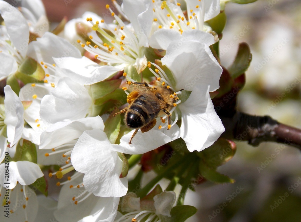 Bee on the flower
Bee on the flower
