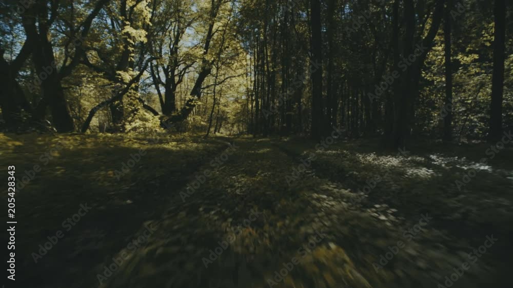 Forest Road. A flying camera above the ground.