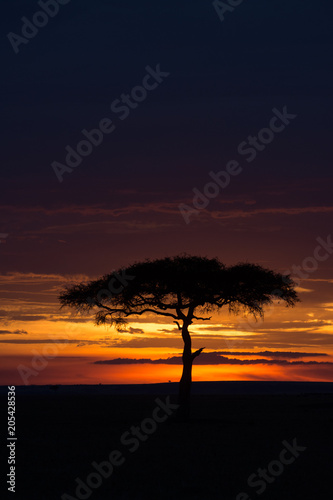 Masai Mara at sunset