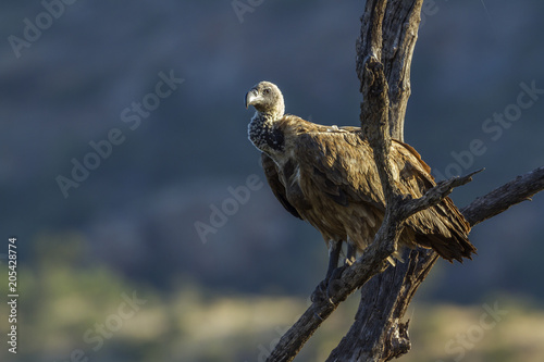 White backed Vulture in Kruger National park, South Africa