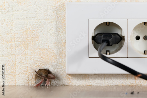closeup mouse (Mus musculus)  climbs into a hole in the wall with electric outlet. Mice control concept. Extermination.