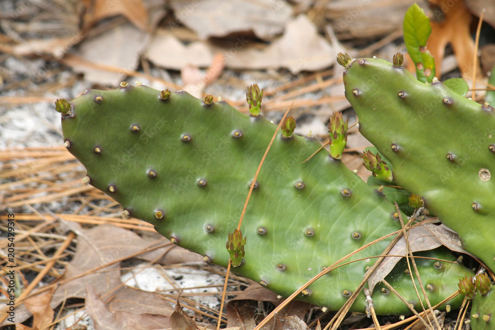 Prickly pear cactus ready to bloom Prickly pear cactus ready to bloom