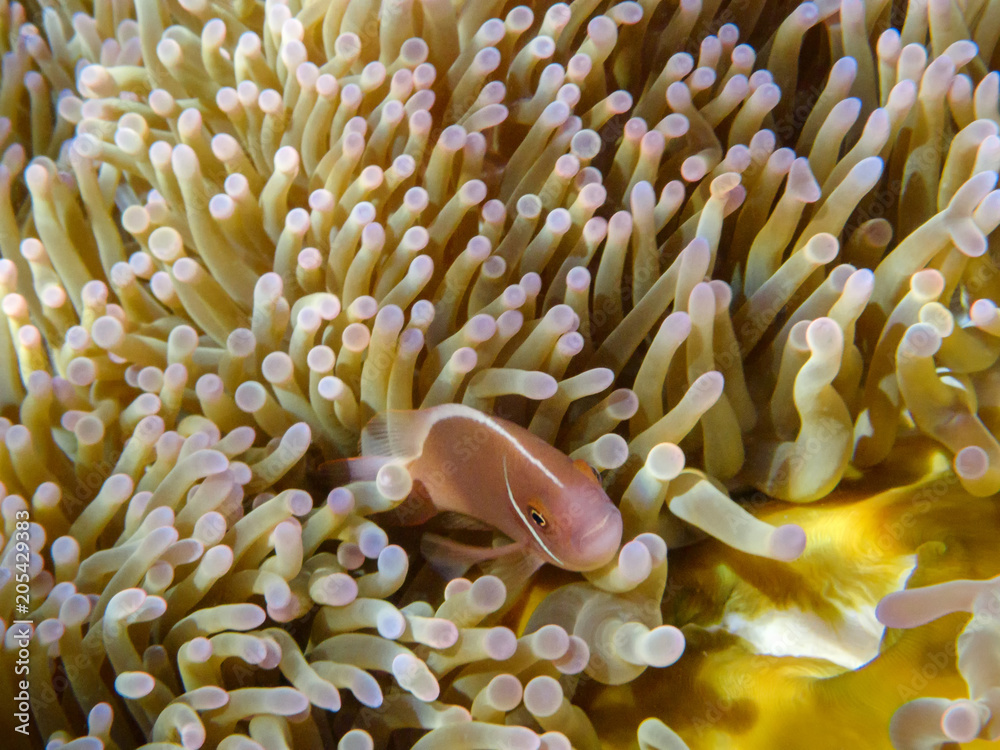 Pink anemonefish in anemone, Koh Tao and Koh Nang Yuan island, Thailand Pink anemonefish in anemone, Koh Tao and Koh Nang Yuan island, Thailand