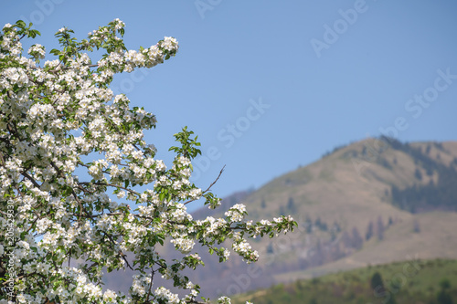 Blooming apple tree branch on the background of mountains