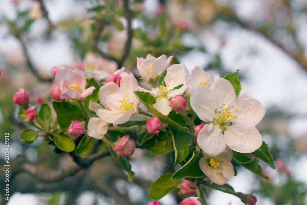 Obraz premium blossoming twig apple tree on a sky background
