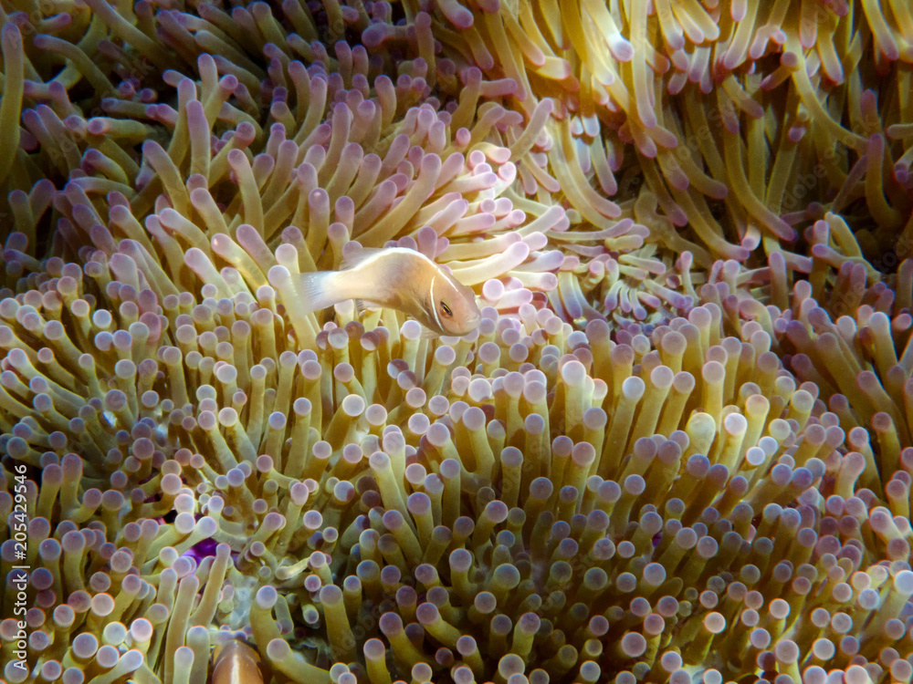 Pink anemonefish in anemone, Koh Tao and Koh Nang Yuan island, Thailand Pink anemonefish in anemone, Koh Tao and Koh Nang Yuan island, Thailand