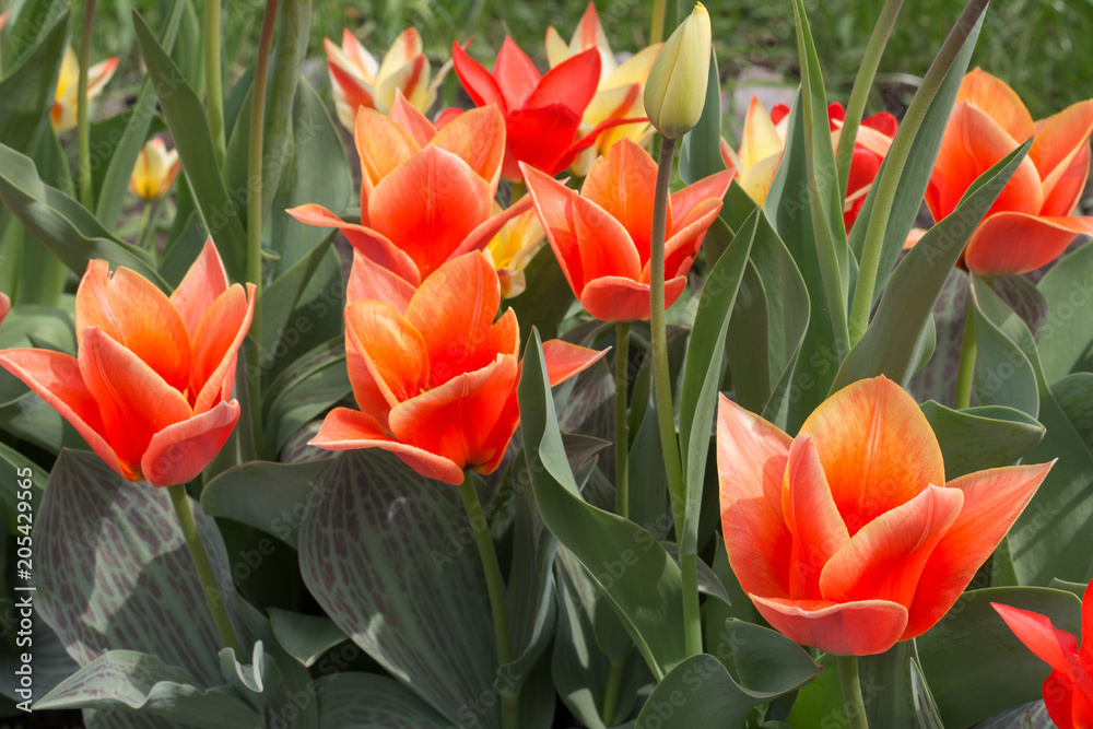 flower tulip red with yellow flower tulip red with yellow