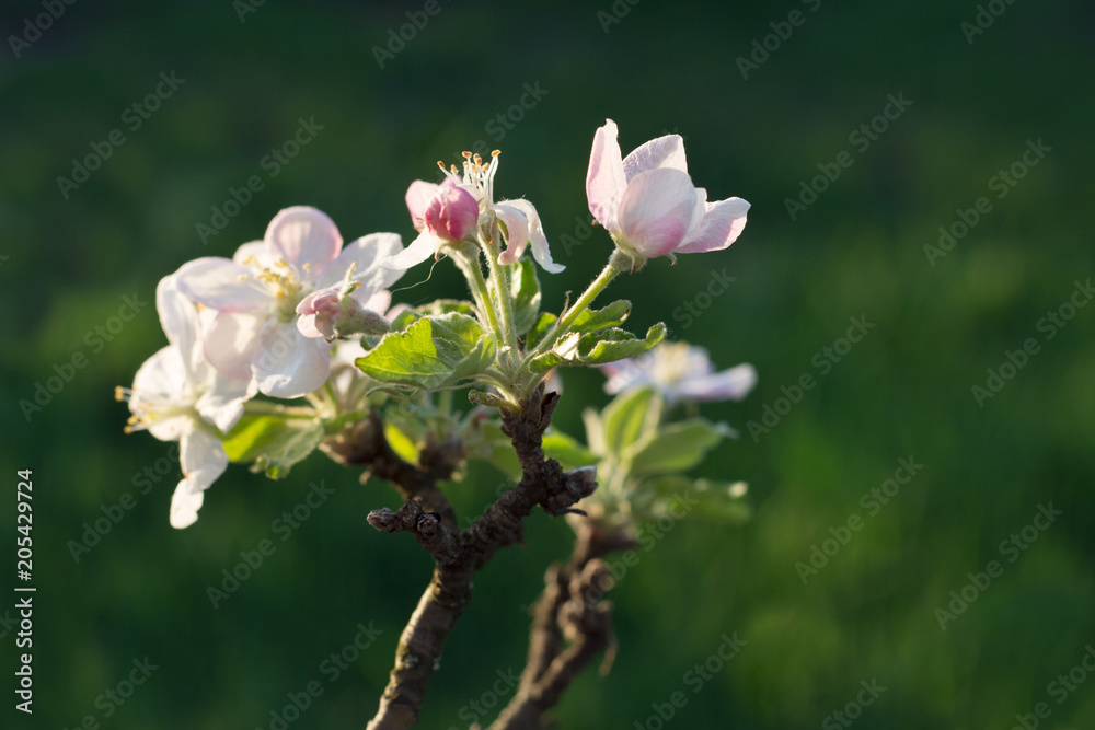 Obraz premium blossoming twig apple tree on a green background