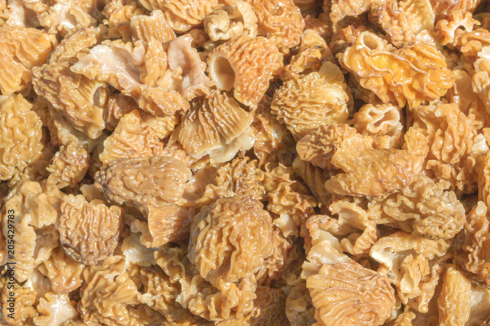 Lots of fresh picked Morel mushrooms in spring Lots of fresh picked Morel mushrooms in spring