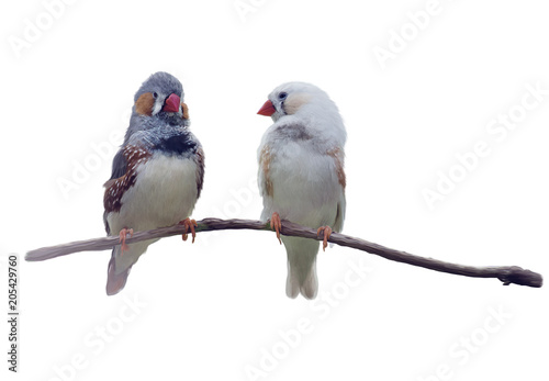 Pair of chestnut-eared finches watercolor