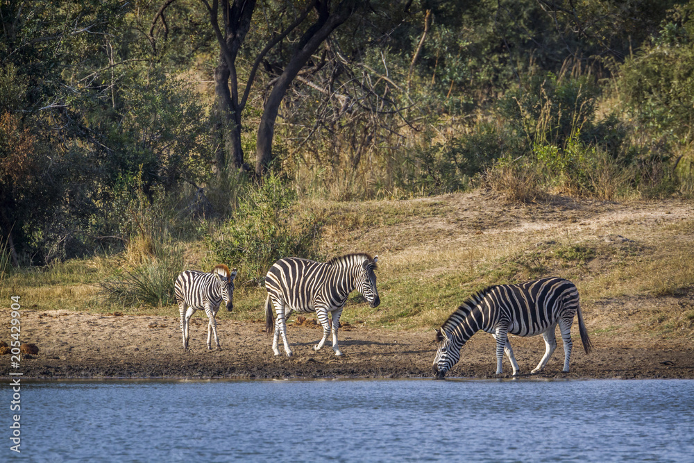 Obraz premium Plains zebra in Kruger National park, South Africa