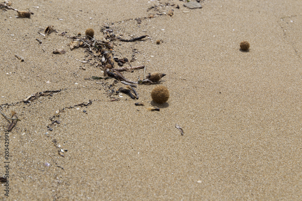 Plant fibers fused to seaballs from the dead parts of Neptune grass on the natural beach of Rimigliano in Italy Plant fibers fused to seaballs from the dead parts of Neptune grass on the natural beach of Rimigliano in Italy
