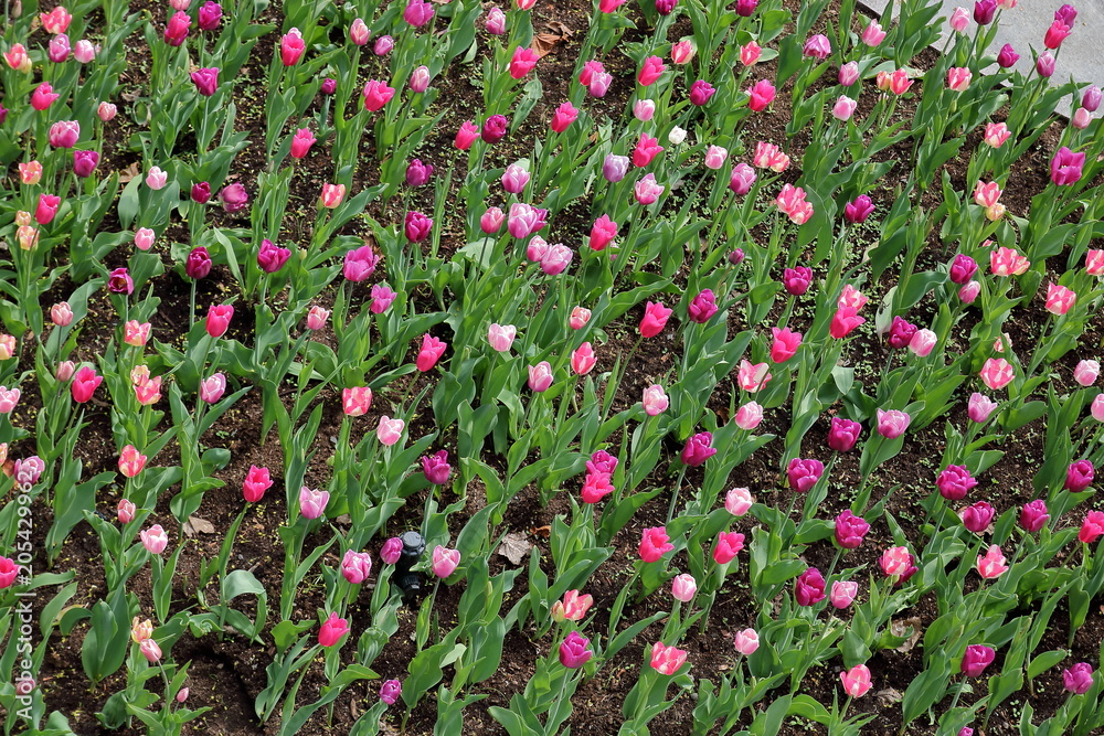 Klomb z kolorowymi, pięknymi, kwitnącymi tulipanami, różowymi, fioletowymi, purpurowymi