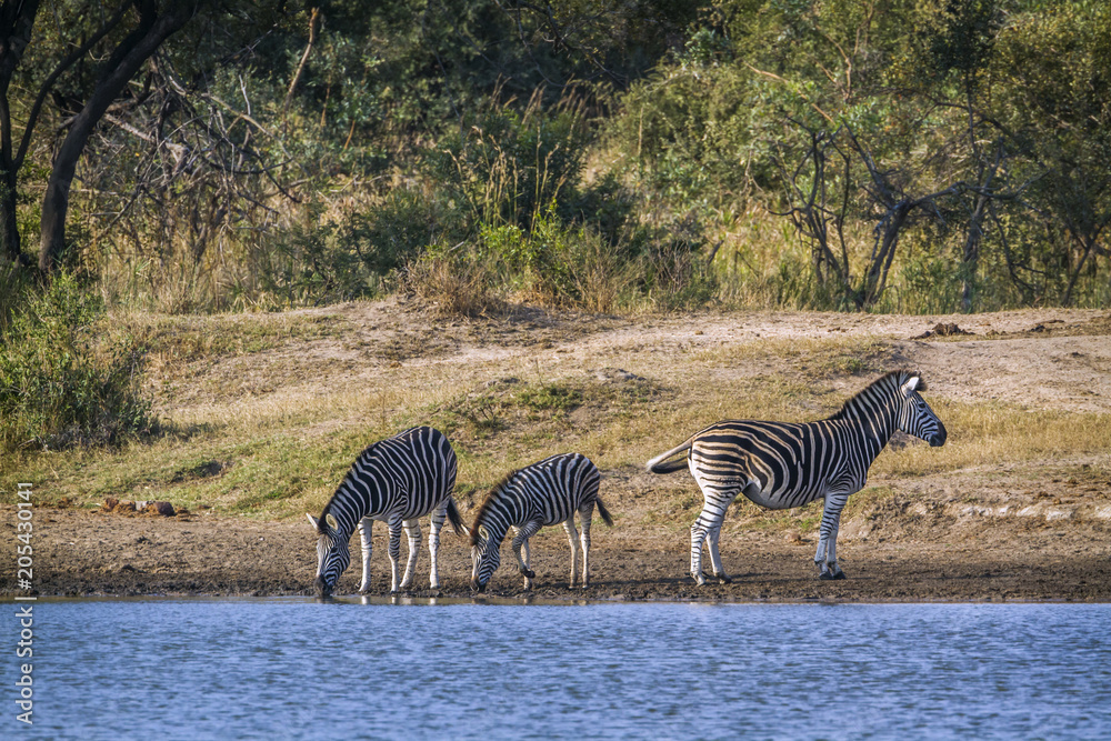 Fototapeta premium Plains zebra in Kruger National park, South Africa