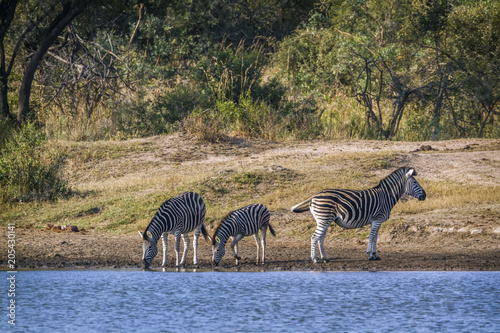 Plains zebra in Kruger National park  South Africa