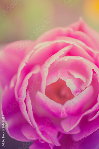 Unique pink tulip flower macro shot