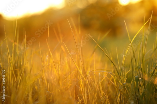 close up of high grass in bright and colorful sunlight at dawn - post card inspirational theme