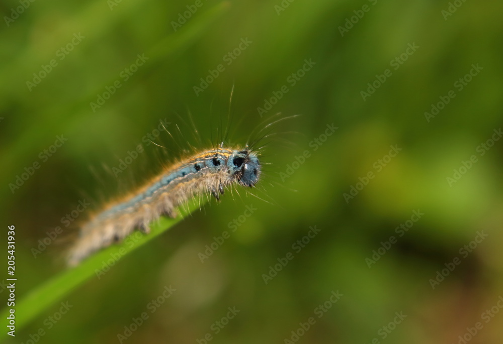caterpillar crawls along a blade of grass. Malacosoma neustria caterpillar crawls along a blade of grass. Malacosoma neustria