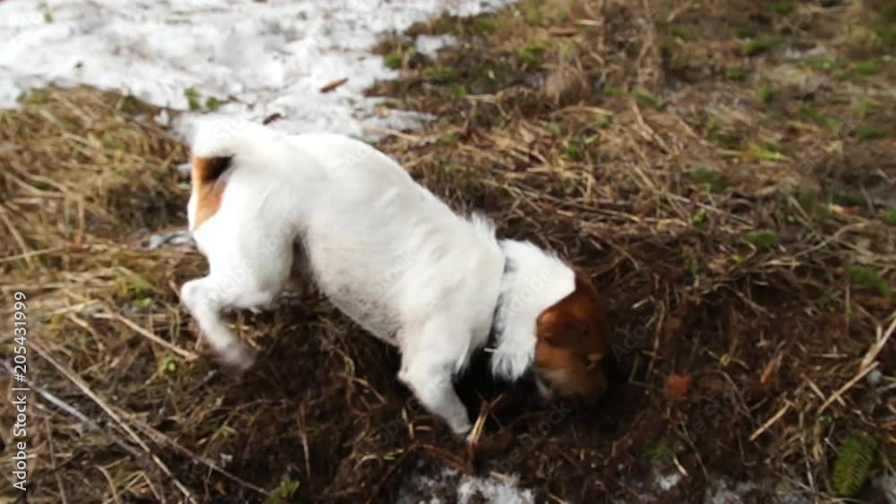 Jack Russell is digging a hole Jack Russell is digging a hole