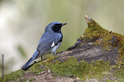Male Black-throated Blue Warbler perched on a mossy log
