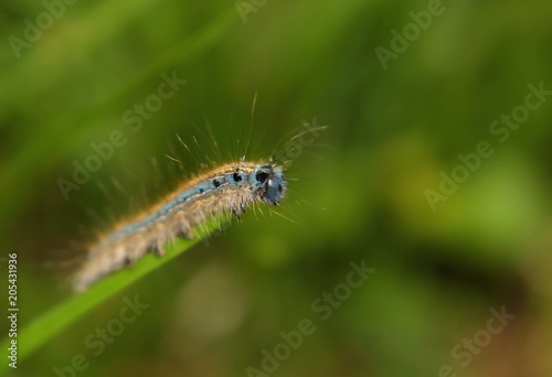  caterpillar crawls along a blade of grass. Malacosoma neustria