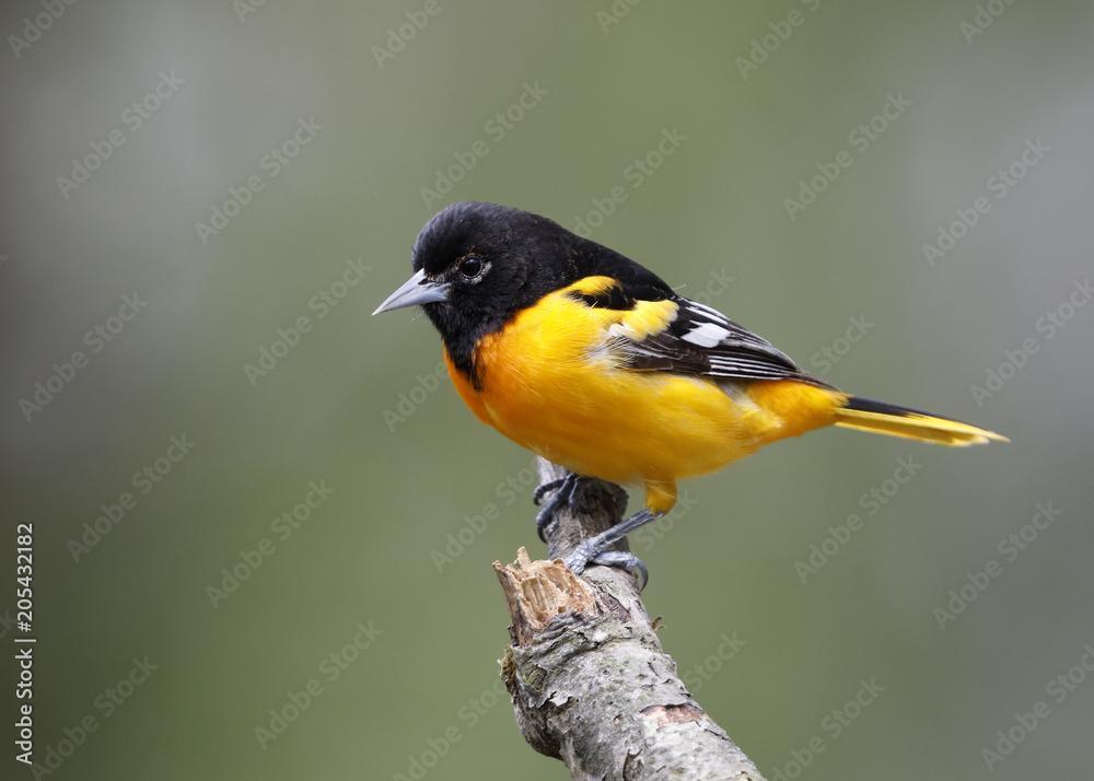 Male Baltimore Oriole perched on a tree branch - Ontario, Canada Male Baltimore Oriole perched on a tree branch - Ontario, Canada