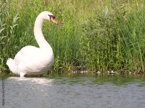 Cygne